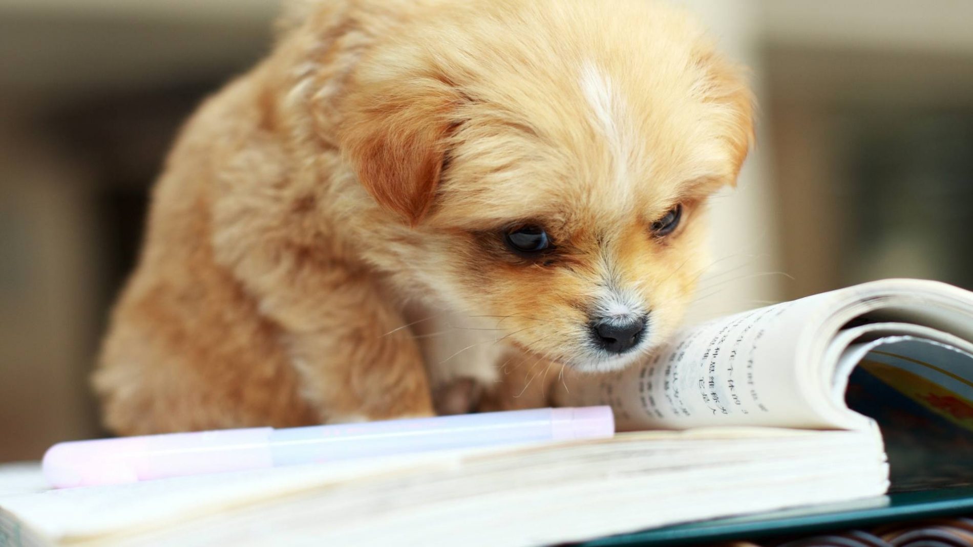 chien lecture