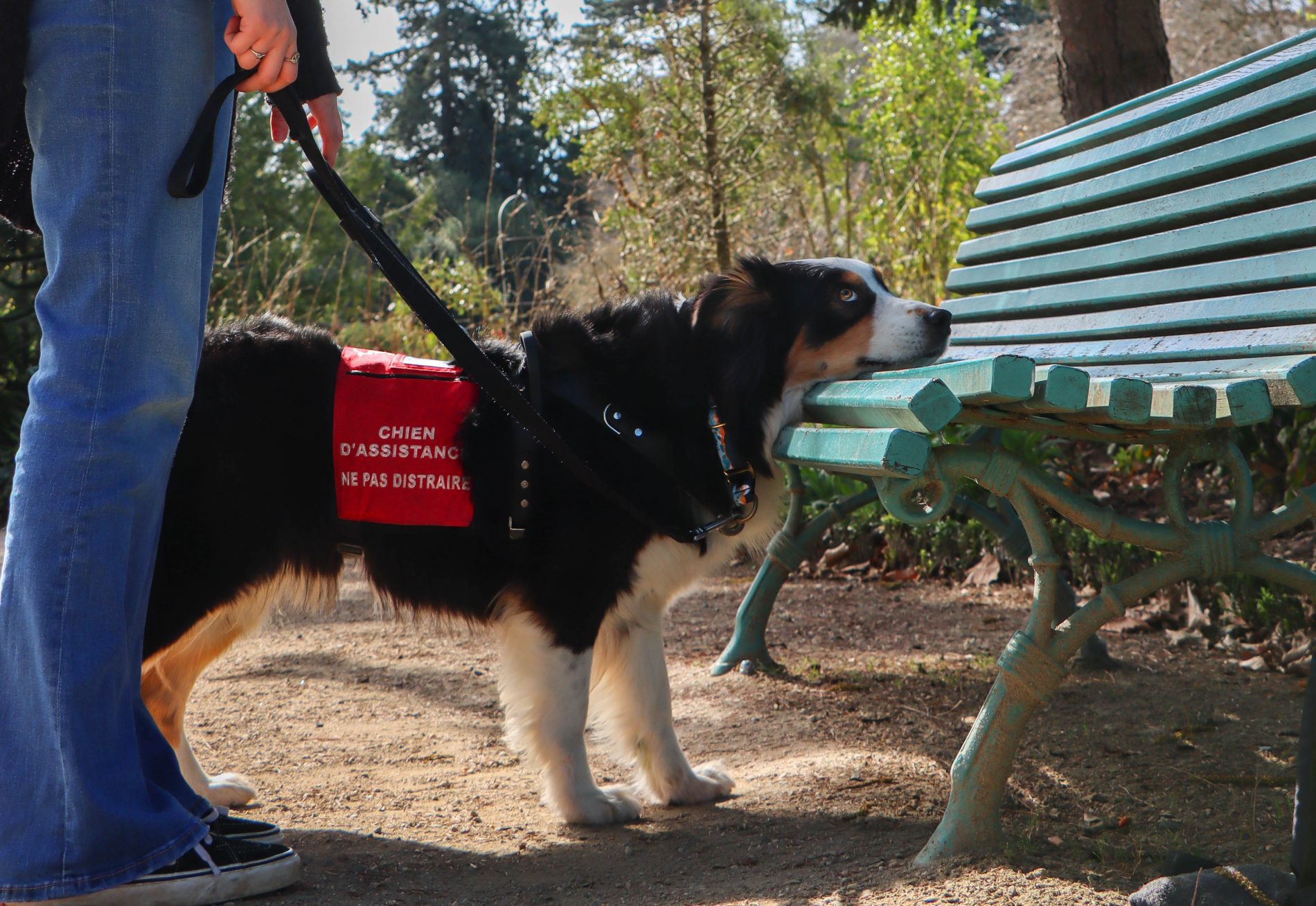 formation du chien d'assistance