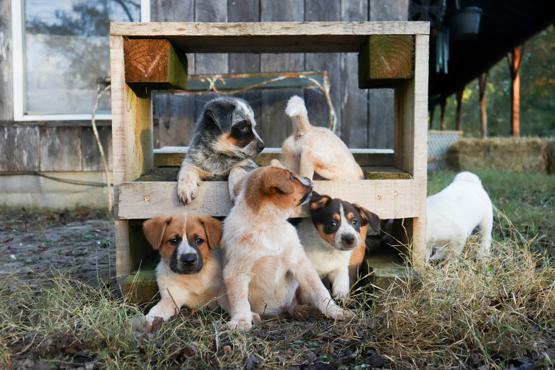 groupe de chiots