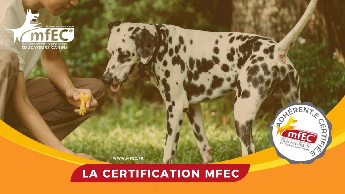 certification mfec